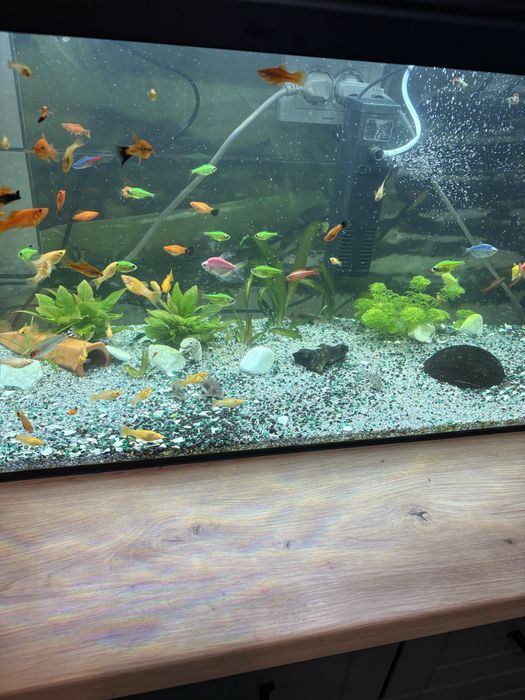 Vand Pesti de Acvariu