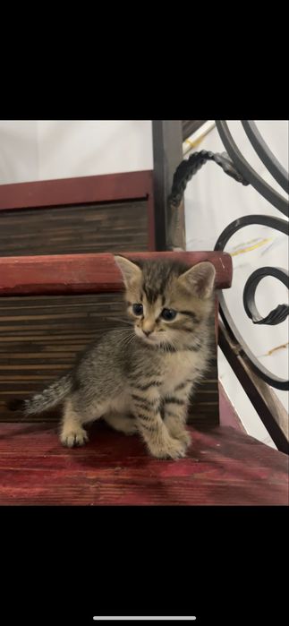Продаю милых котят
