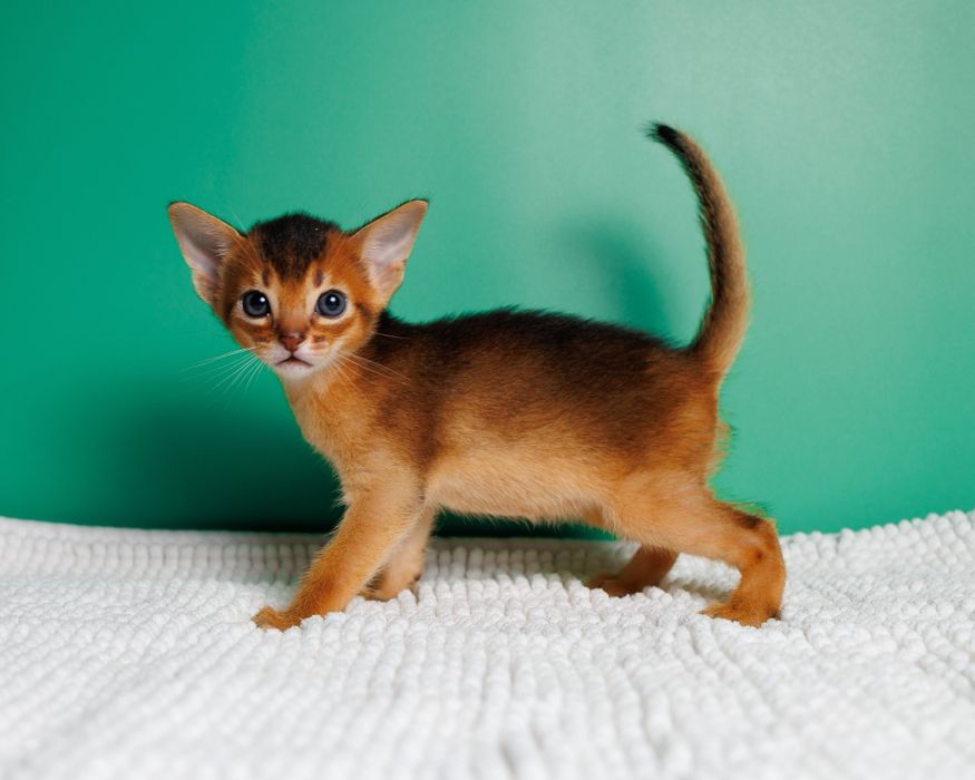Элитные абиссинские котята