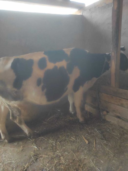 Vacă gestantă in patru luni și manzata de opt luni