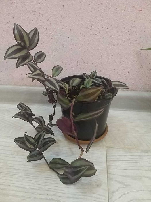 Продам комнатные цветы