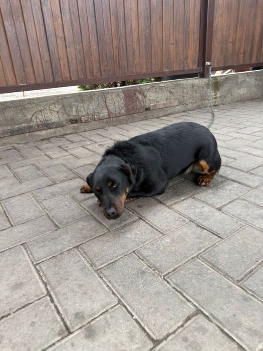 Собака породы ягтерьер девочка