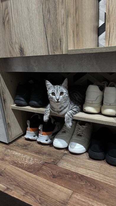 Отдам кошку в добрые руки