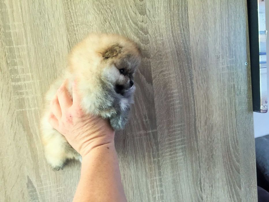 Померан мини Померанчета