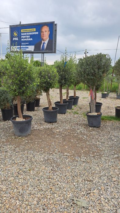 Mesteacan tei leilandi bambus catalpa laur