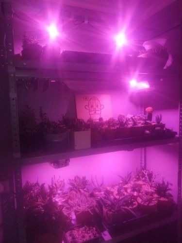 Фито лэд чип 50w лёд лампа светодиодная лед фитолампа гидропоника fito