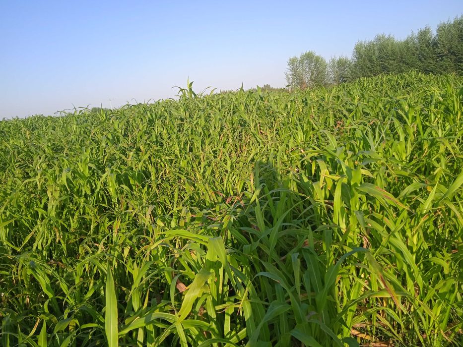 Молларга говуш сотилади