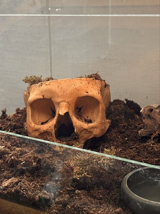 Vand tarantula Tliltocatl Albopilosum + terariu