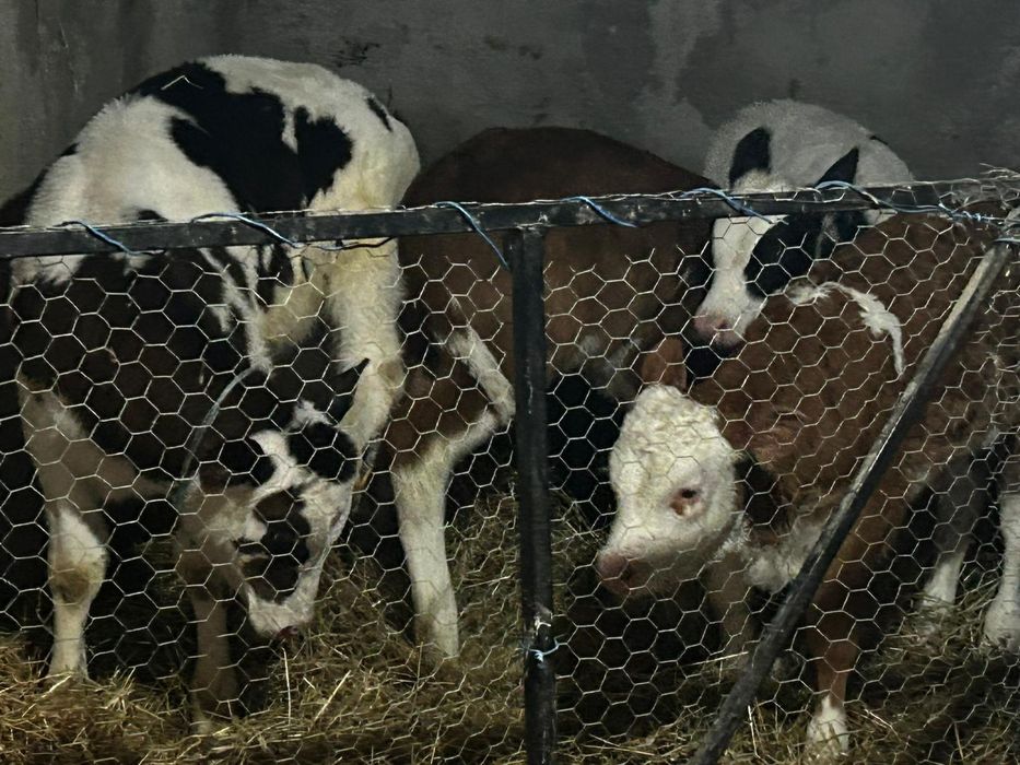 Vand 4 vitei  baltati