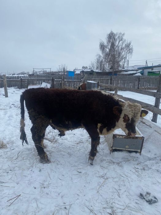 Продам быка      .