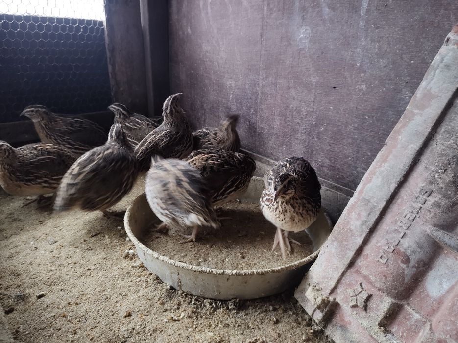 Пътпъдъци пътпъдъци