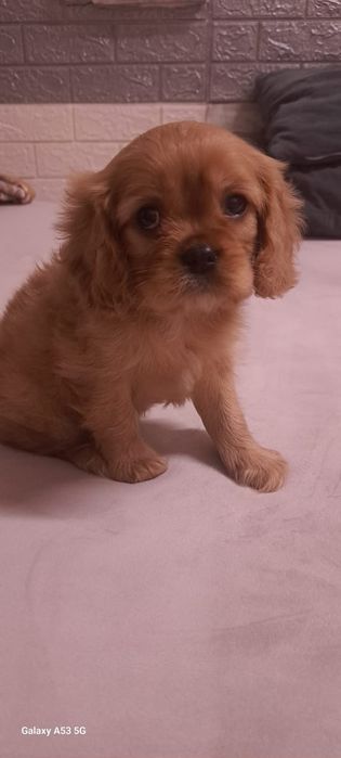 Кавалеры рубинового окраса