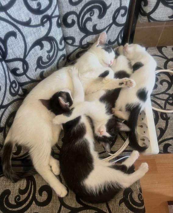 Котята самки отдам хорошие руки