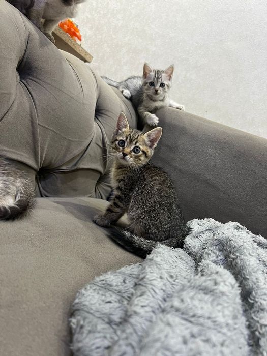 Британские ласковые котята