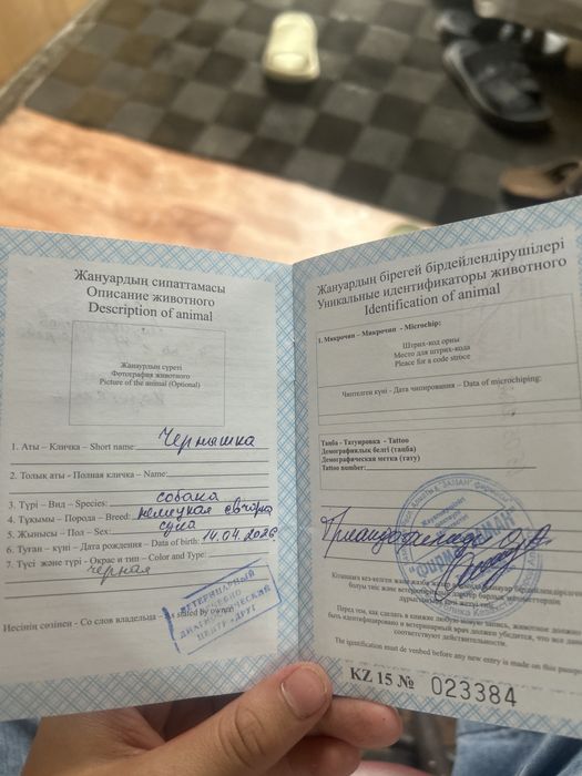 Чёрная немецкая овчарка