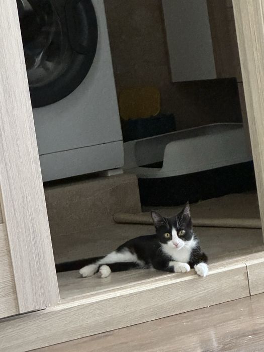 Котенок девочка 3-4 месяца