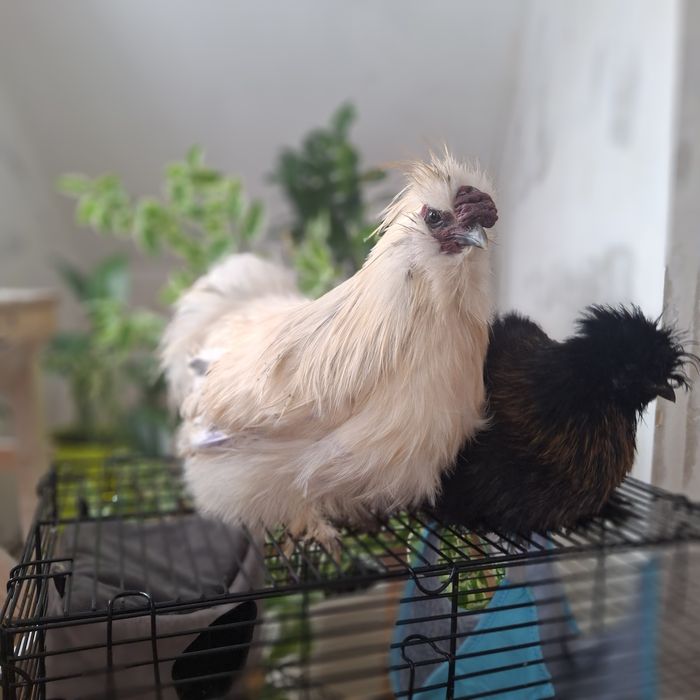 Китайские шёлковые куры