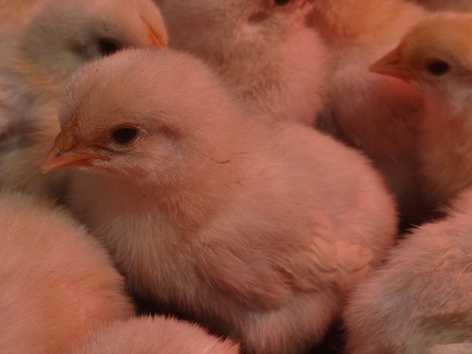 Продам цыплят несушек