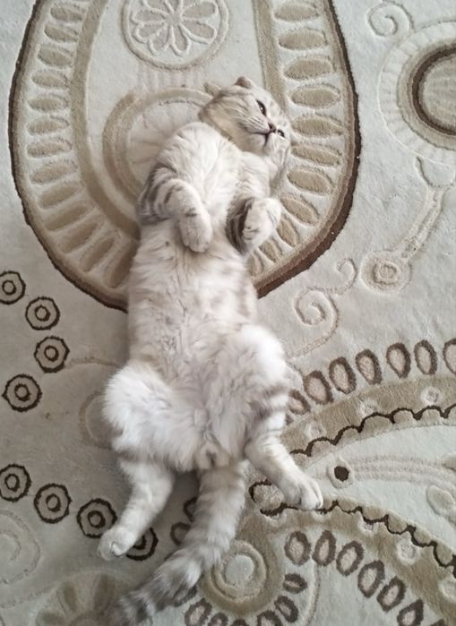 Вислоухий кот для вязку