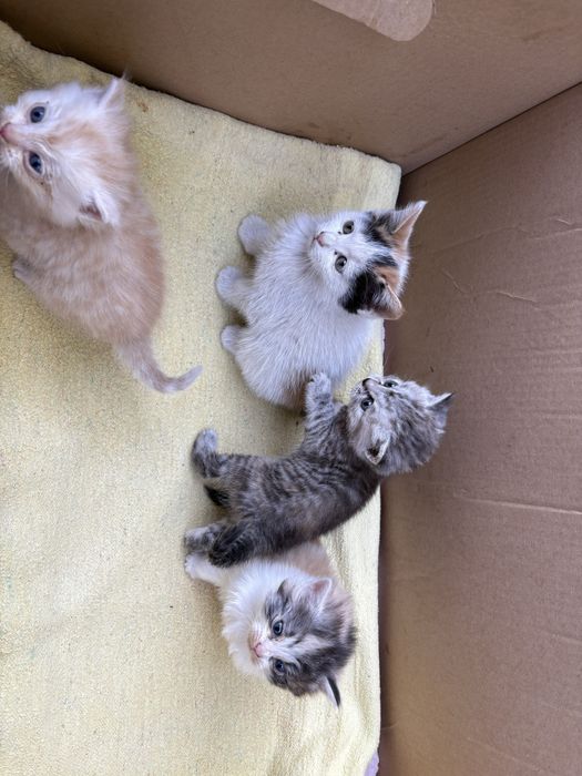 Отдам котят в хорошие руки