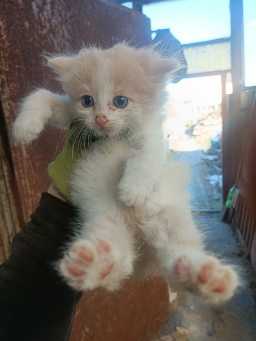 Дарю котят крысыловы