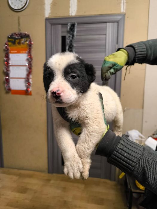 Продаю щенков Алабая