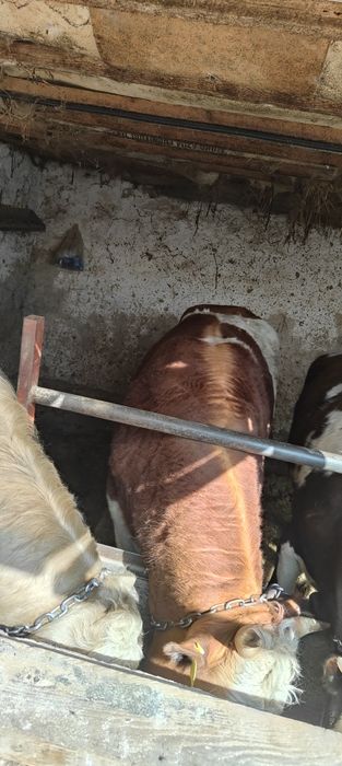 Бички на откорме