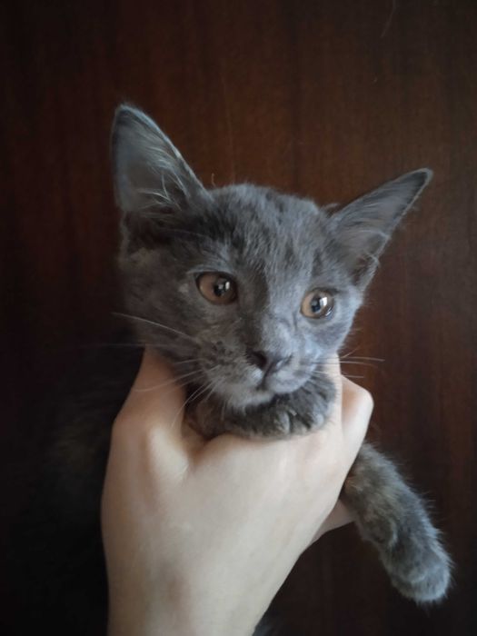 Красивые котята -девочки, 3 месяца.