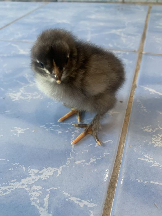 Брама жожа сотилади кони тоза олганга келишамиз