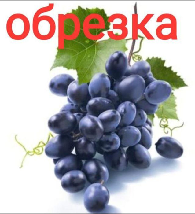 Летняя обрезка плодовых деревьев.