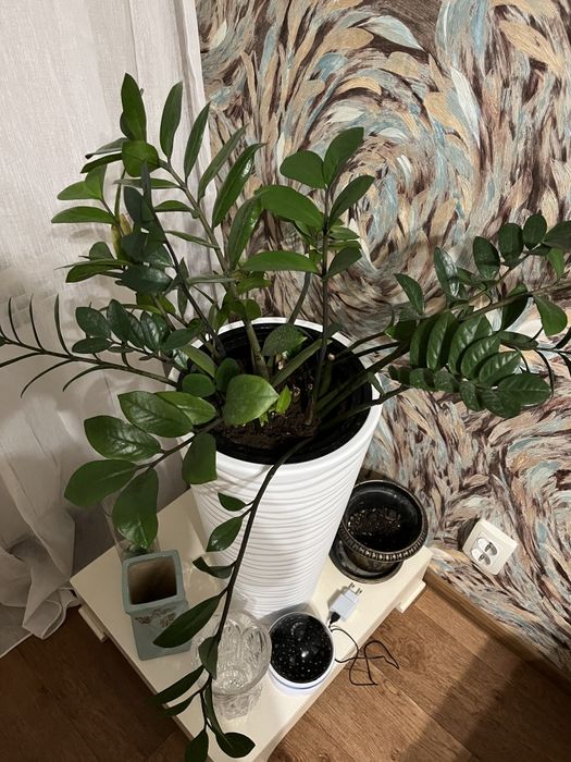 Комнатные цветы для дома и офиса