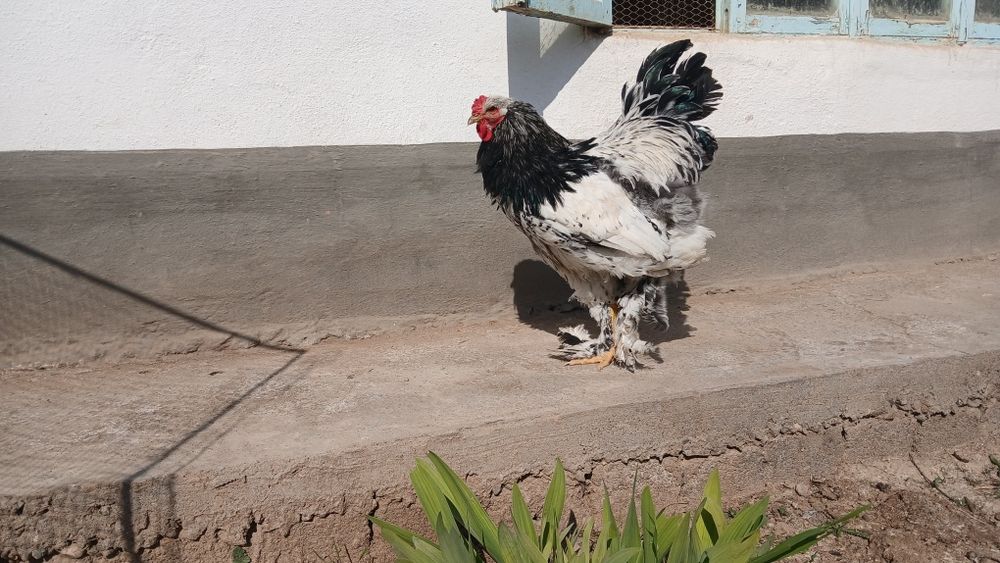 Brama tochkalik xuroz