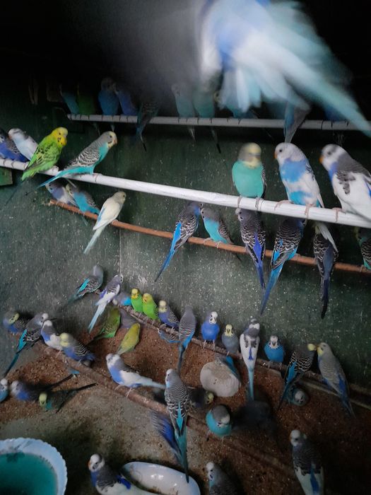 Vând peruși din crescatoria proprie