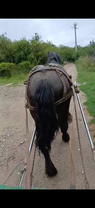 Cârlan de vânzare!