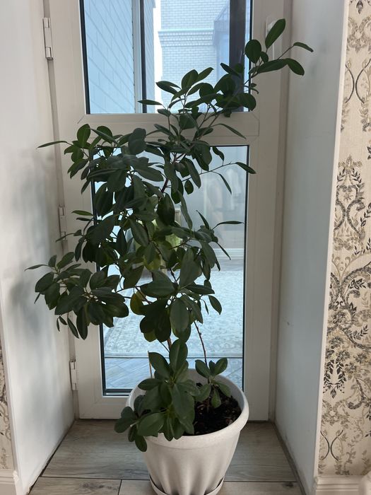 Фикус бенжамин