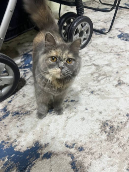 Продается кошка скотиш страйт