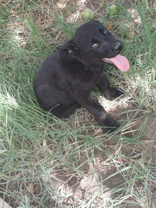 Labrador bolalari
