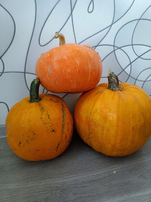 Продам тыкву дачную