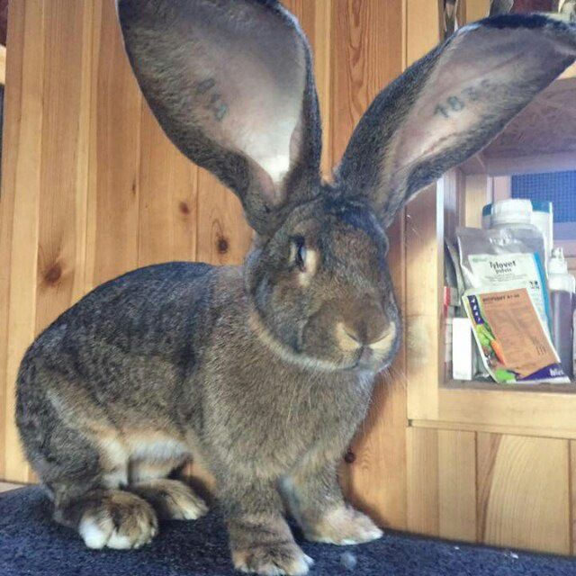 Quyo sotiladi goʻsht hisobida