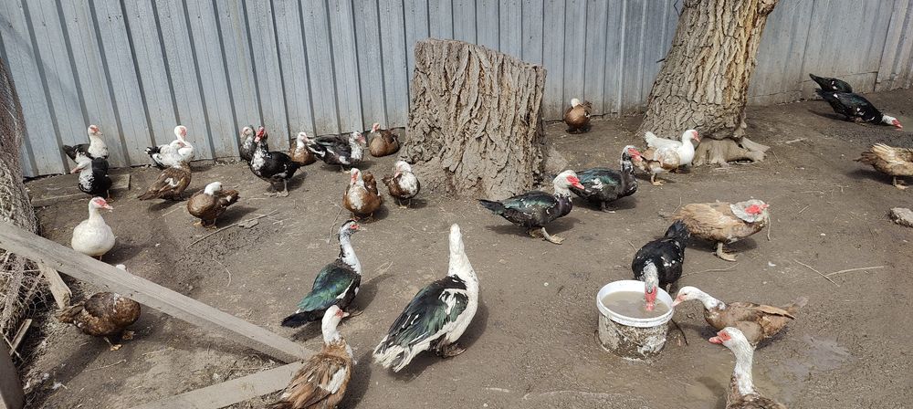 Продам индоуток (только самки!)