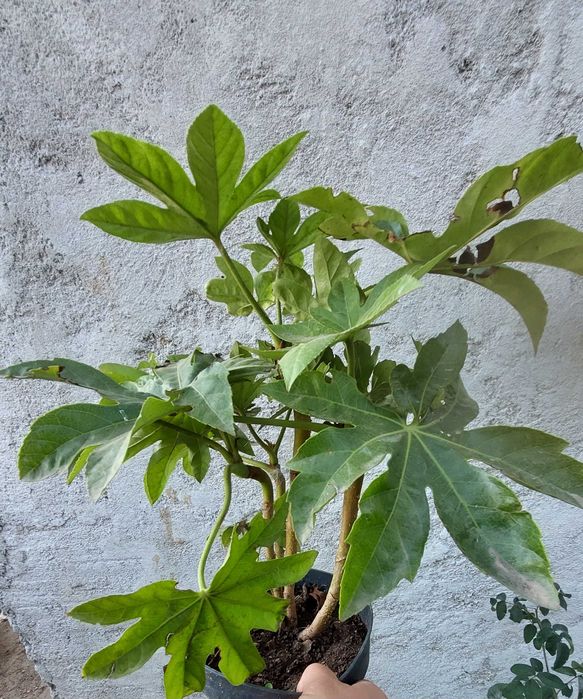 Vand Aspidistra Elatior , Pana Cocosului + alte plante