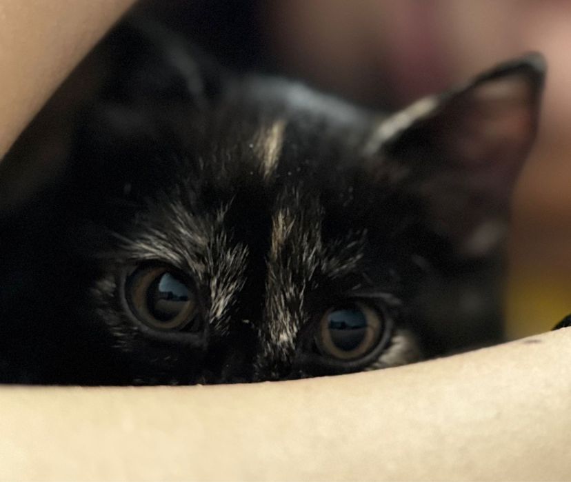 Отдаю кота в хорошие руки