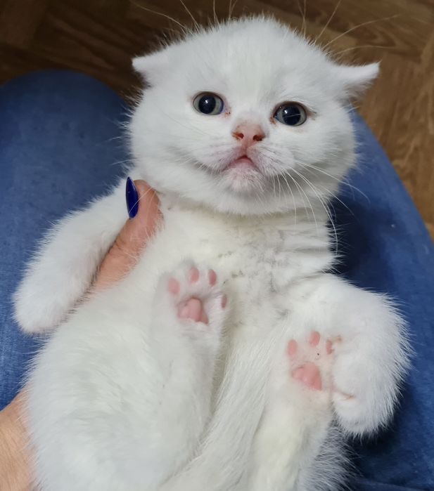 Pisica british shorthair alba