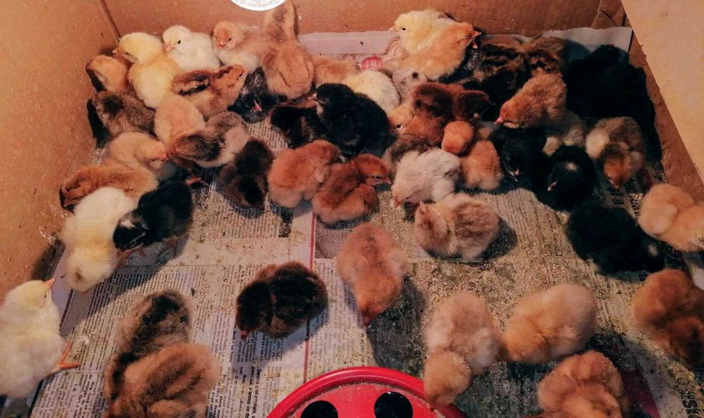 Pui de gaina romanesti de tara - 2-3 zile