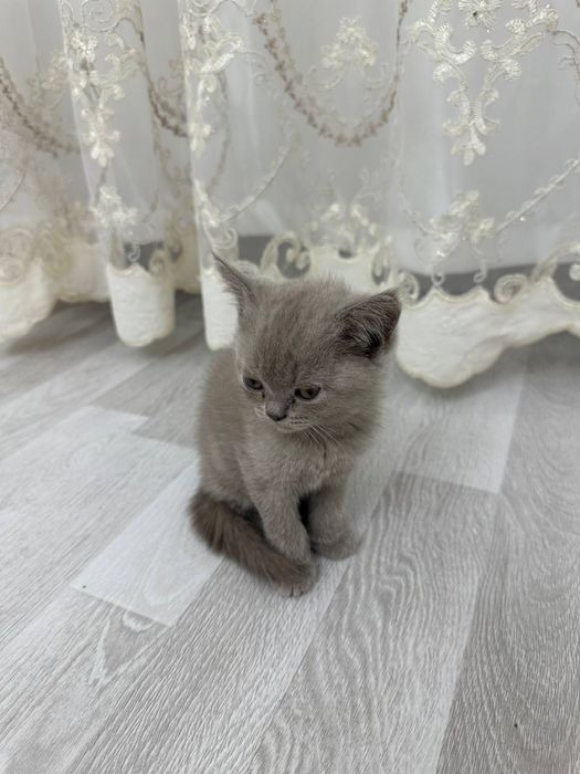 Ogizda mushuk sikish