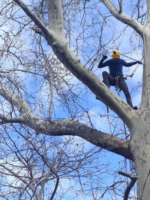 Премахване на опасни клони и дървета | Резитба | Грижа за дърветата