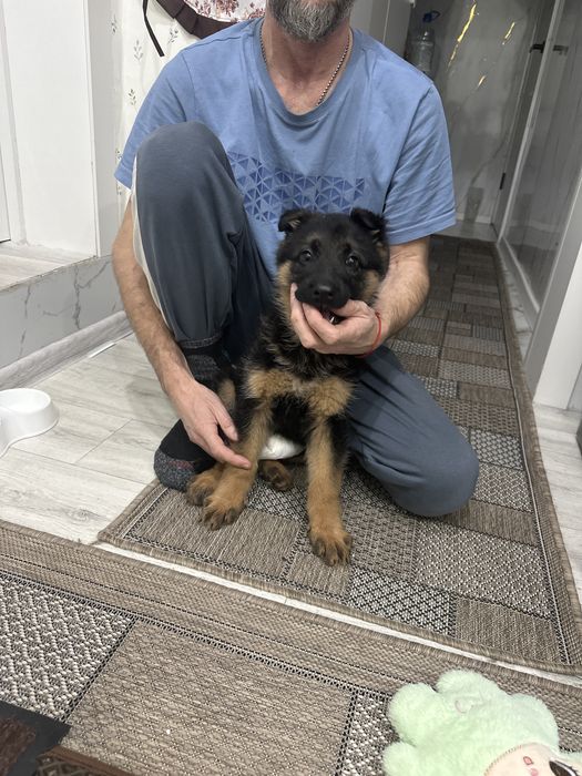 Щенок немецкой овчарки