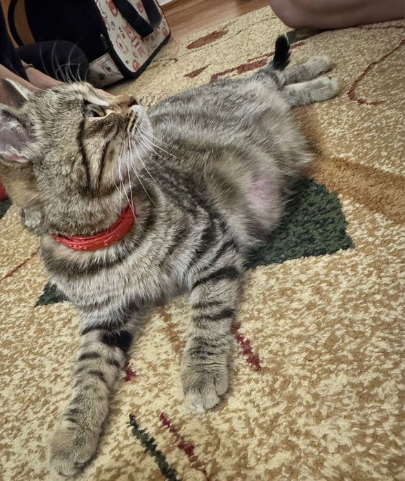 Подобрали кошечку очень добрую