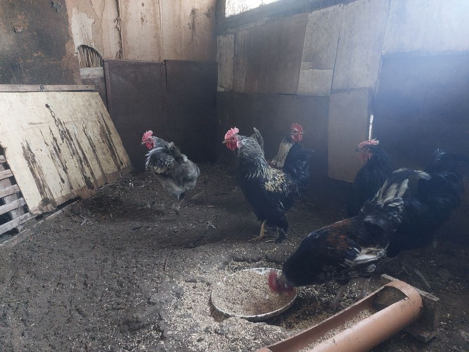 Әтештер сатылады бір жылдық