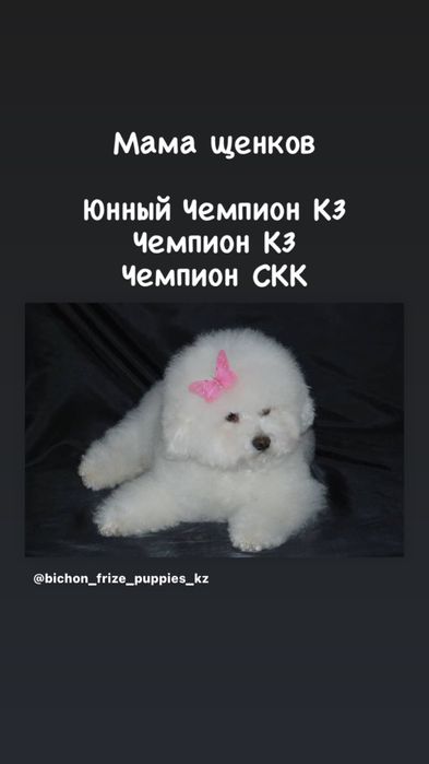 бишон фризе щенки